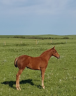 NELL