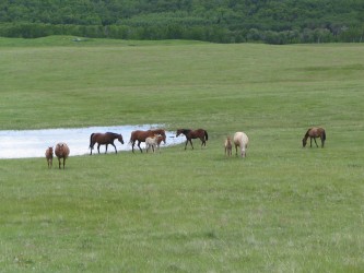 Perrin Foals