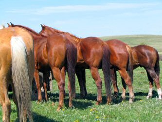 Perrin Geldings 2008